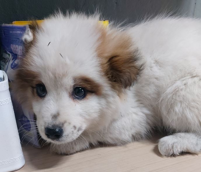 보령시유기동물보호소_444451202300192