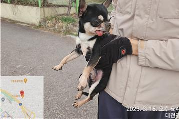 대전동물보호센터_430368202300037