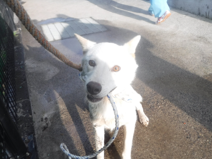 제주 동물보호센터_450650202300804