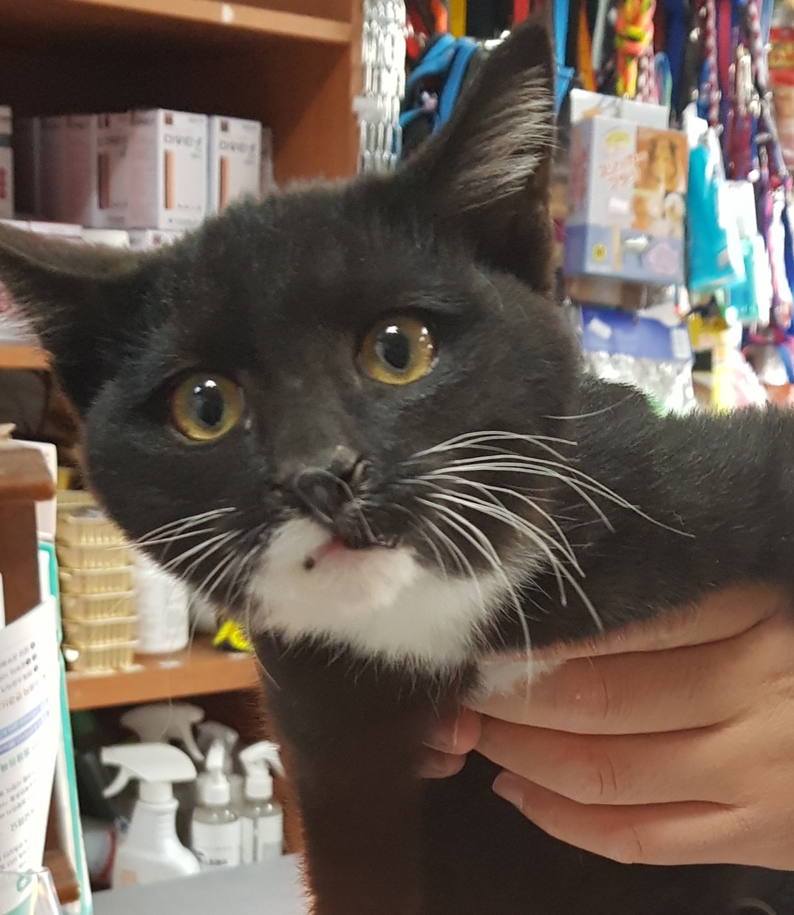 종합가축병원_447512202300181