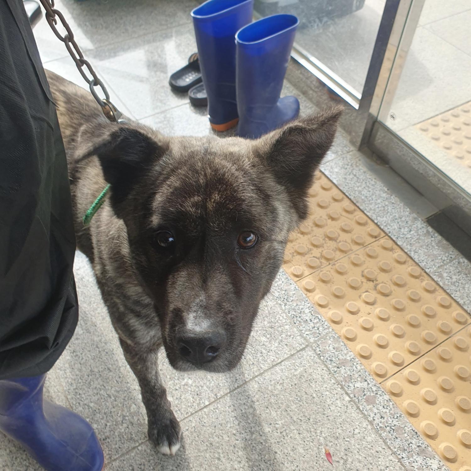 구미시 동물보호센터_447508202300390