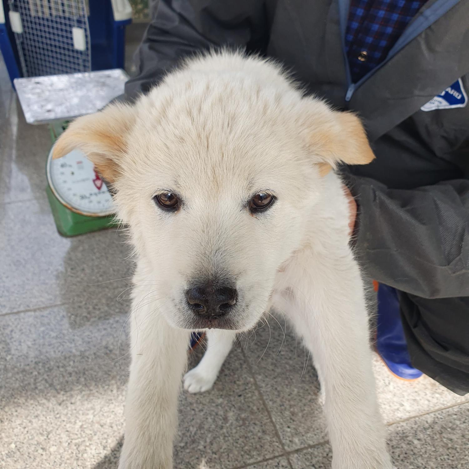 구미시 동물보호센터_447508202300392