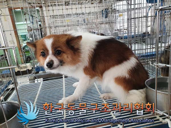한국동물구조관리협회_441409202300297