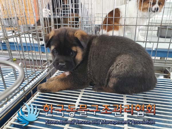 한국동물구조관리협회_441409202300296