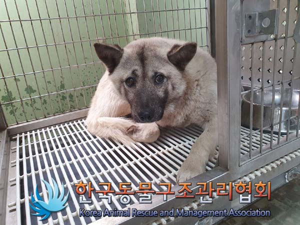 한국동물구조관리협회_441559202300106