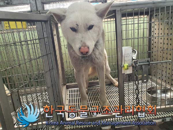 한국동물구조관리협회_441382202300110