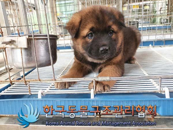 한국동물구조관리협회_441409202300300