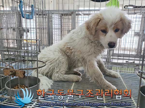 한국동물구조관리협회_441560202300241