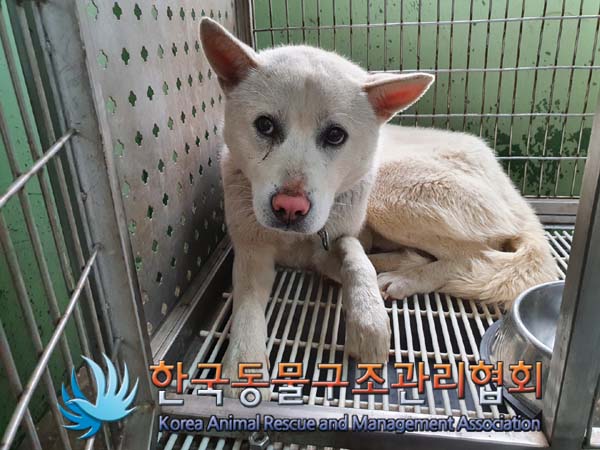 한국동물구조관리협회_441406202300269