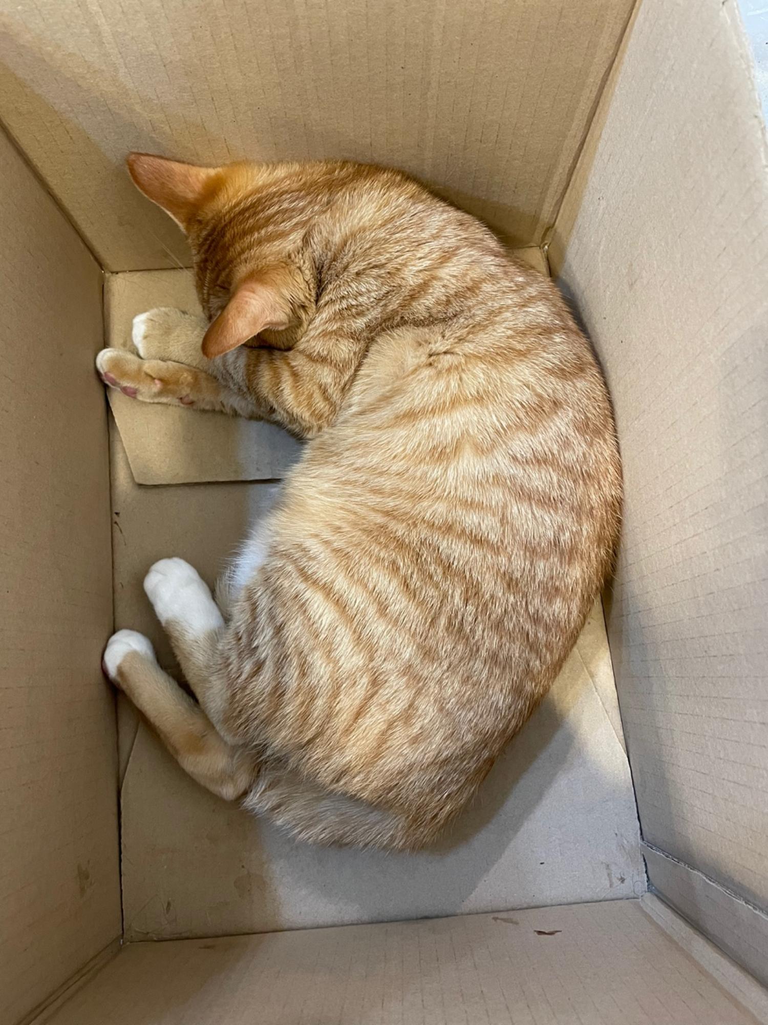 예스동물병원_427346202300140