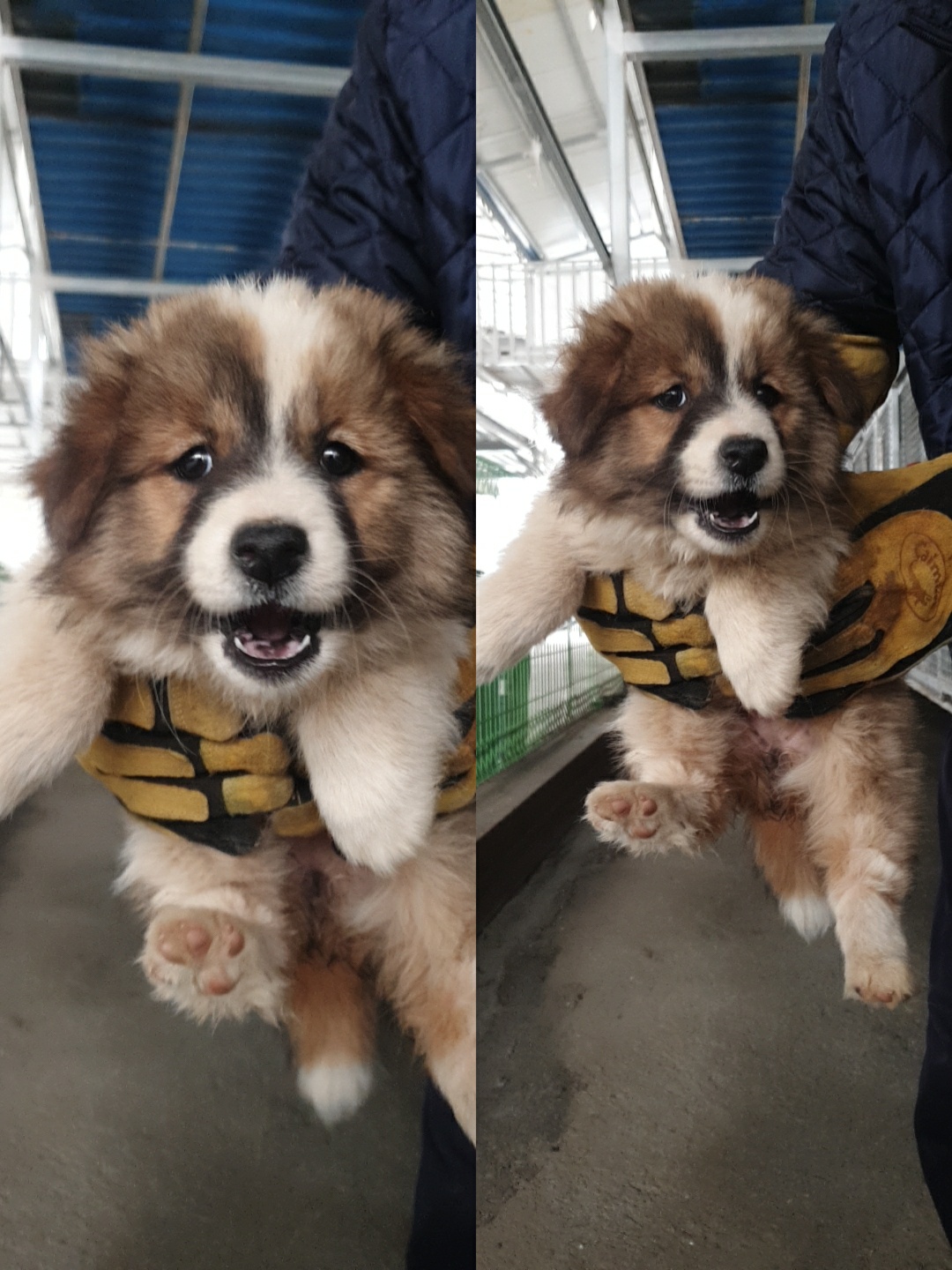 남양동물보호센터_441553202300465