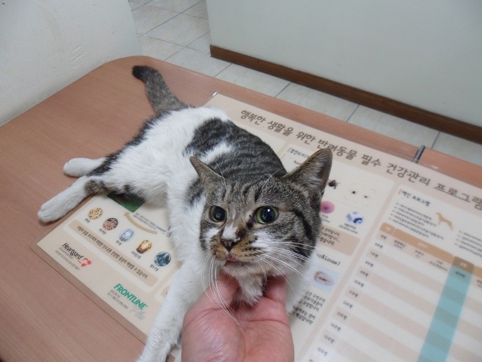 강현림동물병원_411314202300053