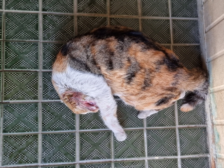 원주유기동물보호센터_442419202300136