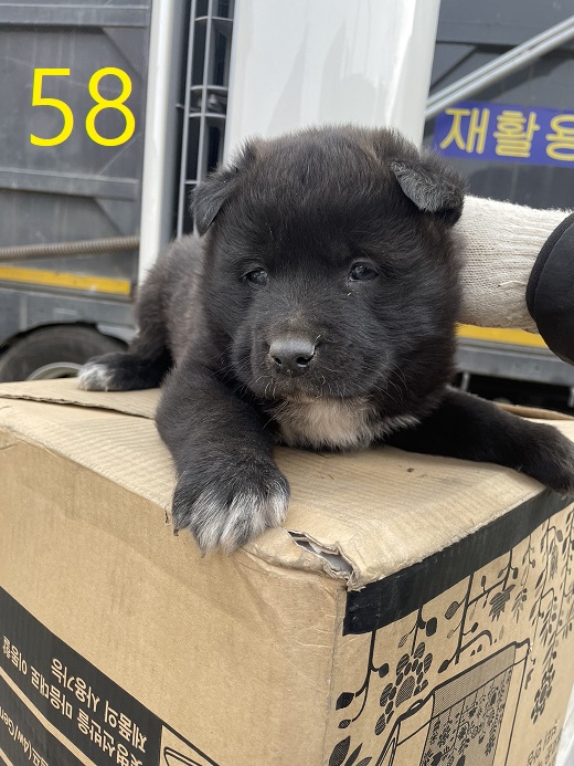 신영재동물병원_428355202300073