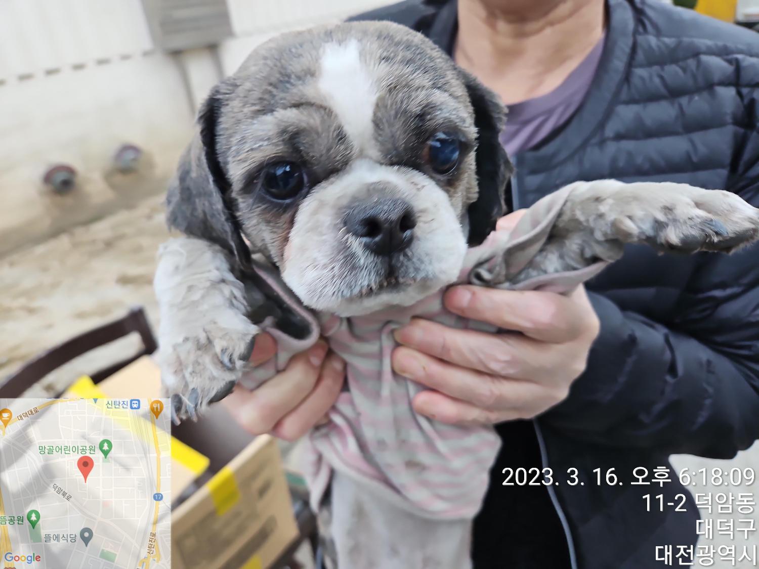 대전동물보호센터_430368202300038