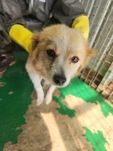 예천군유기동물보호소_447523202300291