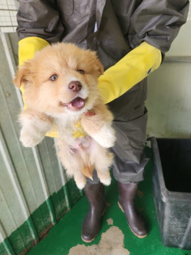 예천군유기동물보호소_447523202300296