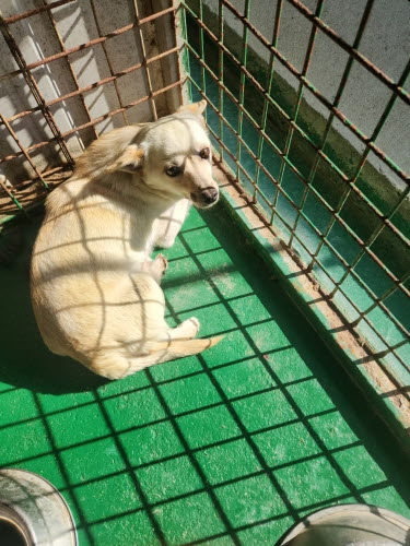 예천군유기동물보호소_447523202300289
