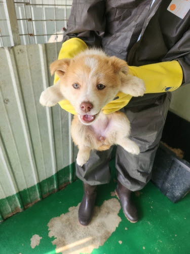 예천군유기동물보호소_447523202300294