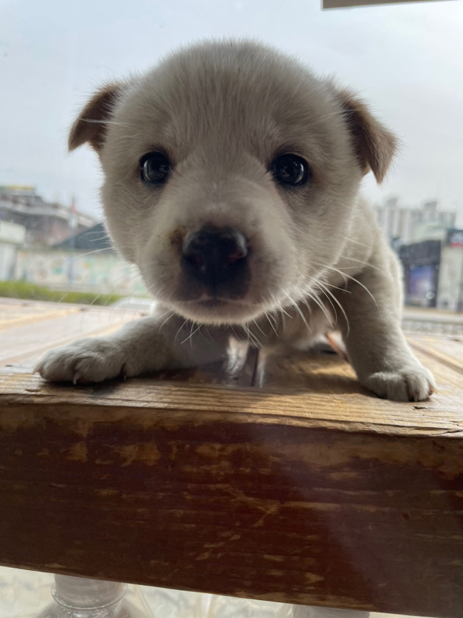 이성준동물병원_441408202300197