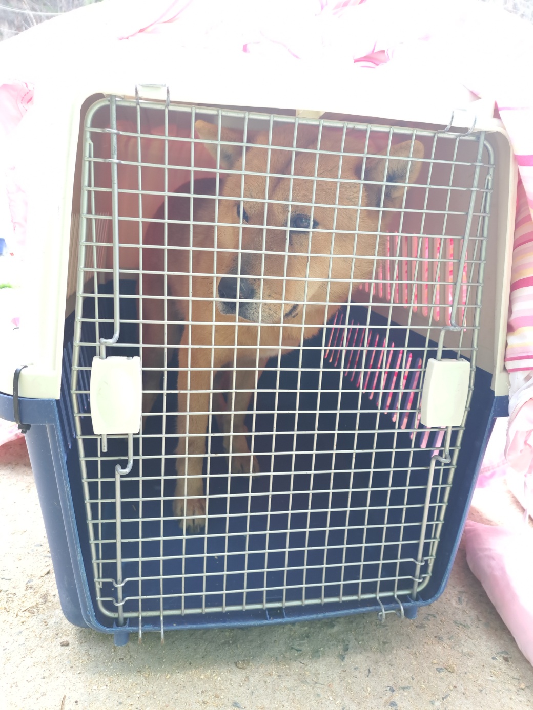 울산유기동물보호센터_431372202300068