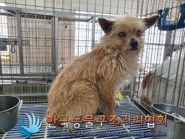 한국동물구조관리협회_441560202300246