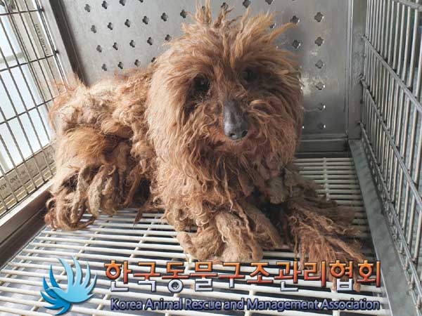 한국동물구조관리협회_441560202300243