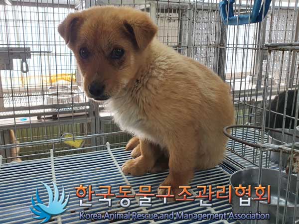 한국동물구조관리협회_441560202300244