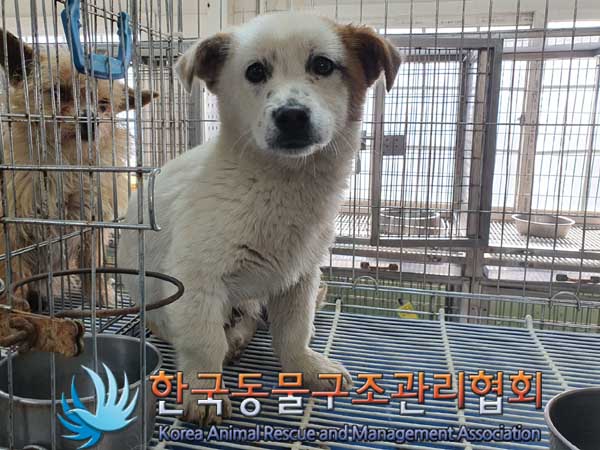 한국동물구조관리협회_441560202300247