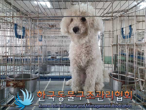 한국동물구조관리협회_411323202300053