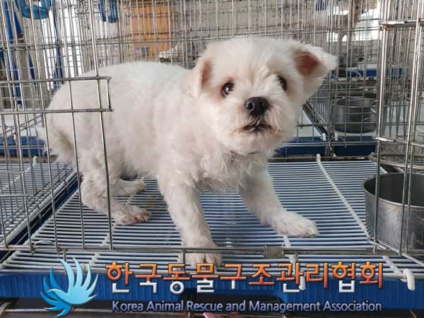 한국동물구조관리협회_411300202300060