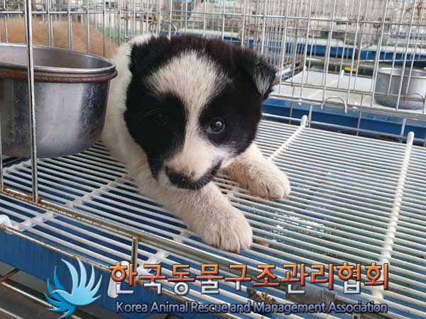 한국동물구조관리협회_441409202300303