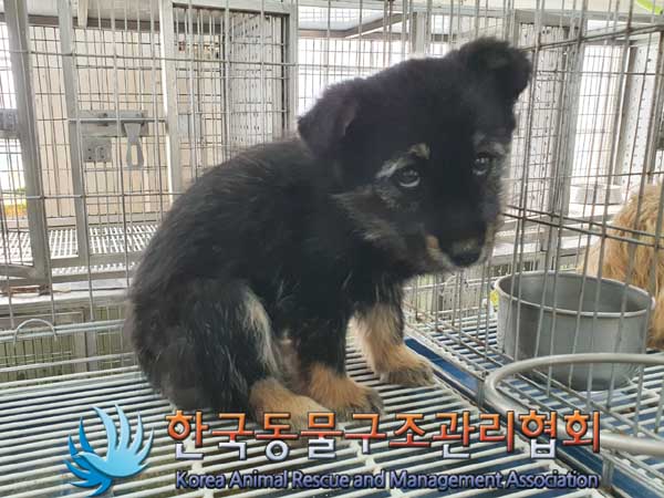 한국동물구조관리협회_441560202300245