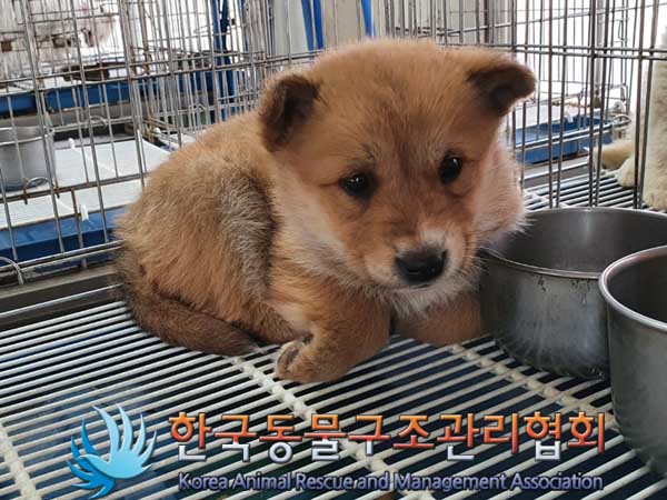 한국동물구조관리협회_441559202300107