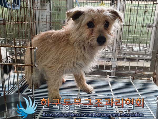 한국동물구조관리협회_441560202300250