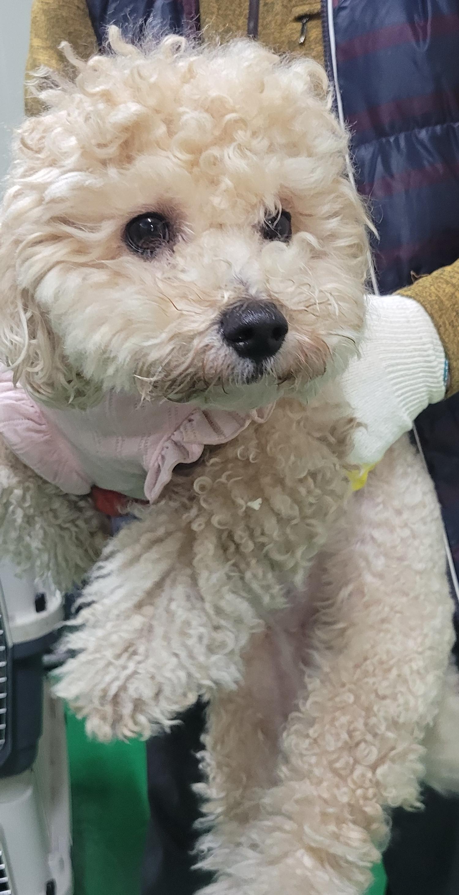 대구유기동물보호협회_427344202300059