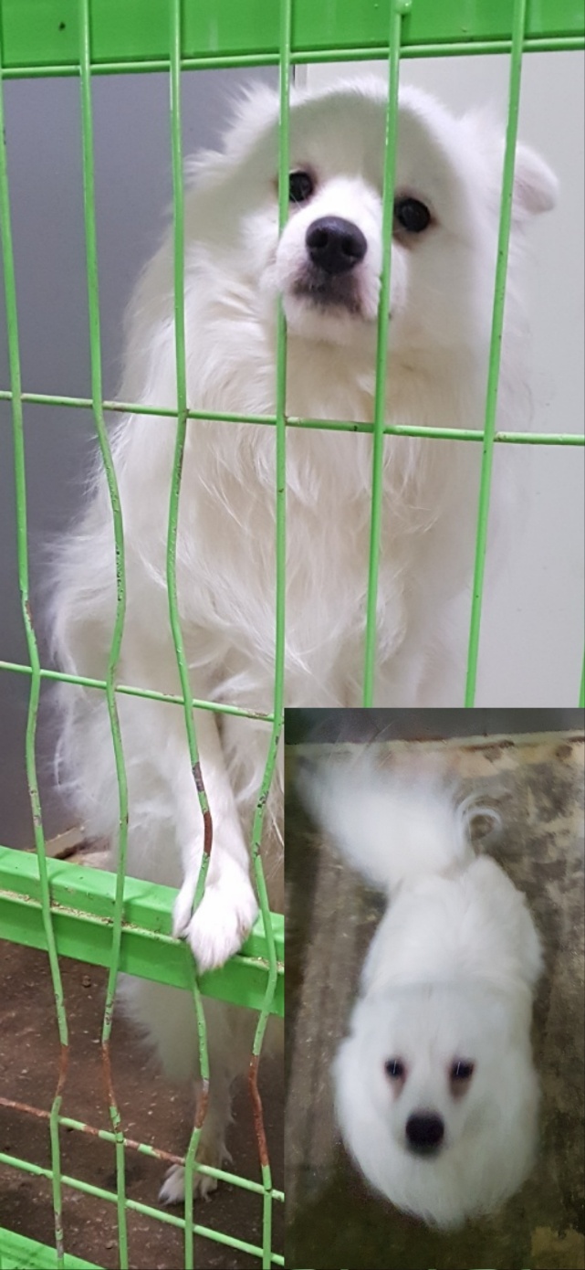 평택시유기동물보호소_441391202300529