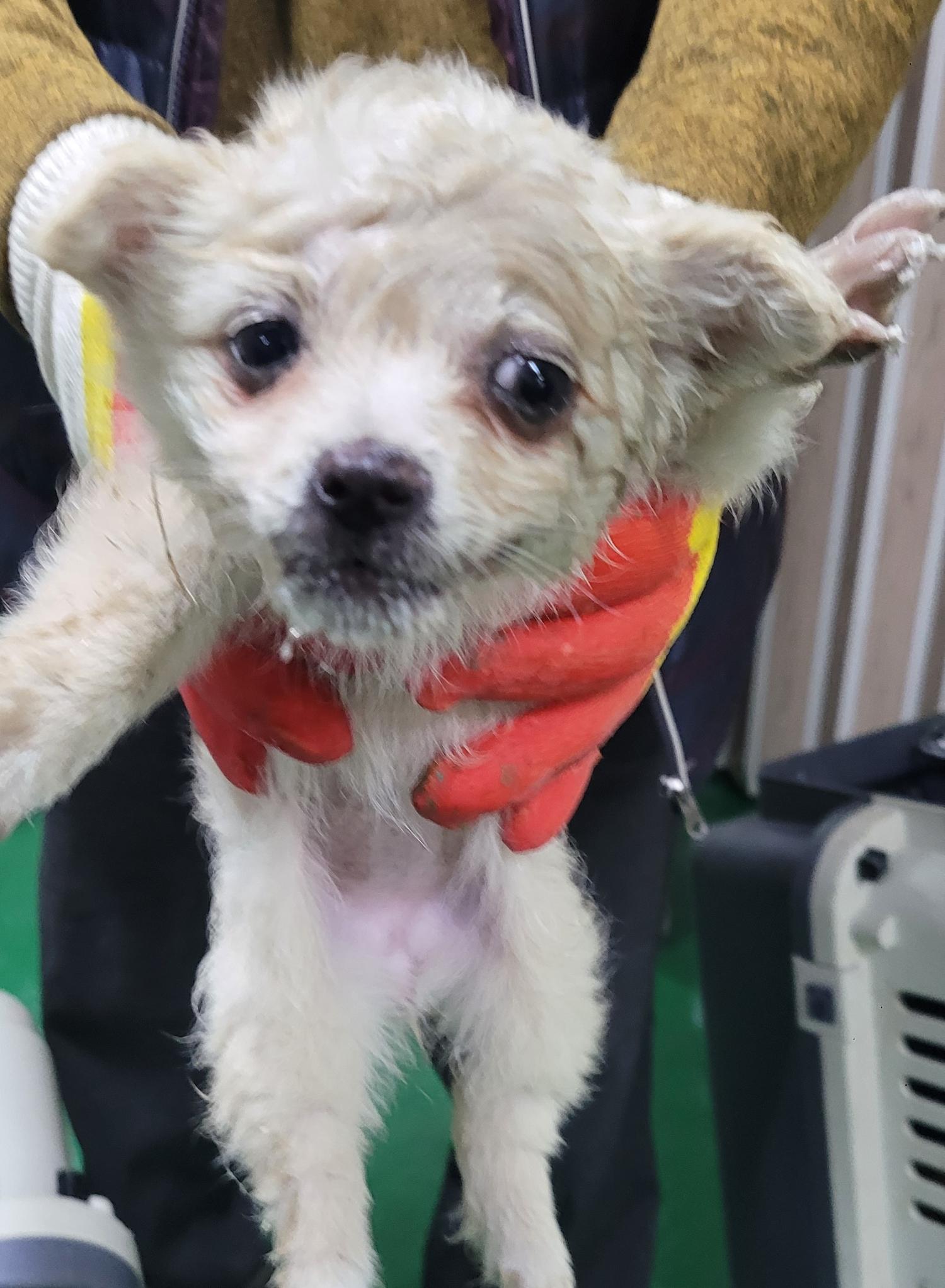 대구유기동물보호센터_427342202300132