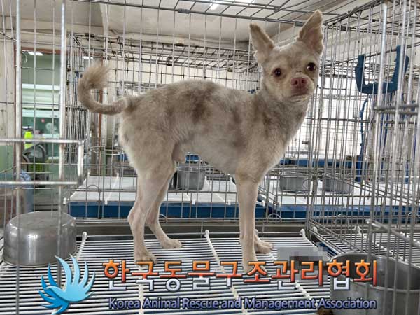 한국동물구조관리협회_441406202300270