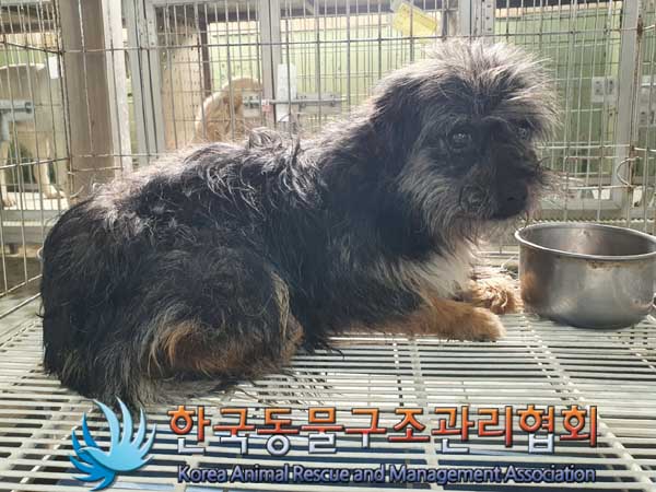 한국동물구조관리협회_441560202300248