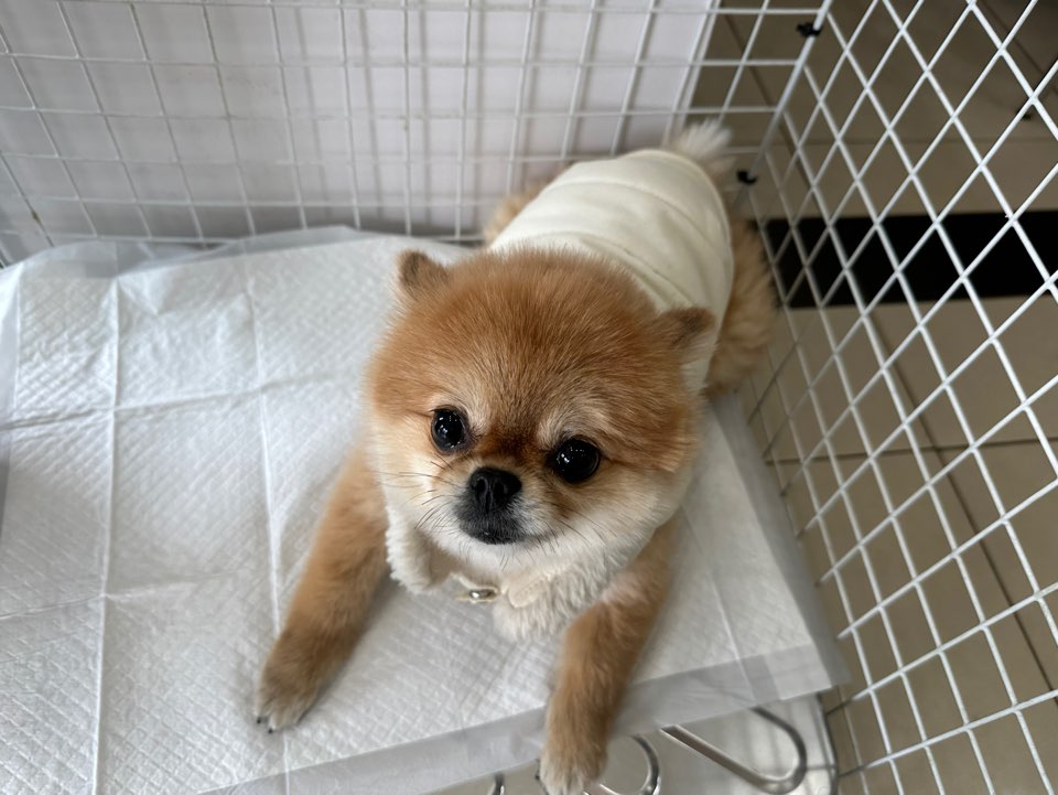 가정동물병원_428356202300347