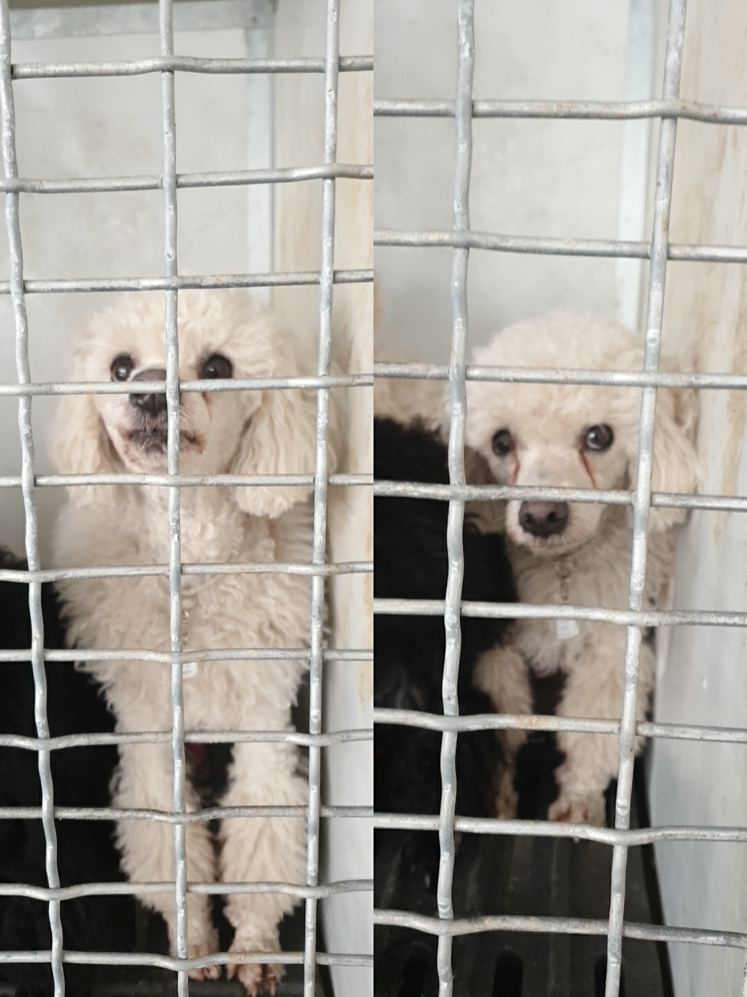 남양동물보호센터_441553202300492