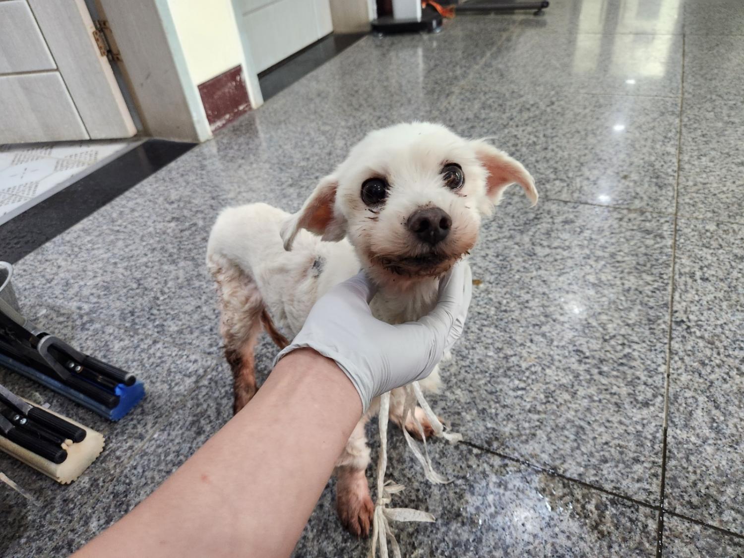 광주 동물보호소_429363202300091