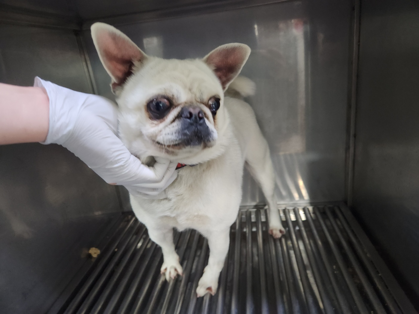 광주 동물보호소_429362202300109