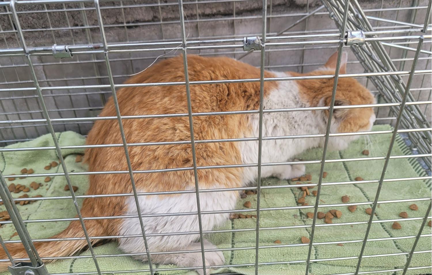 창녕 유기동물보호소_448541202300299