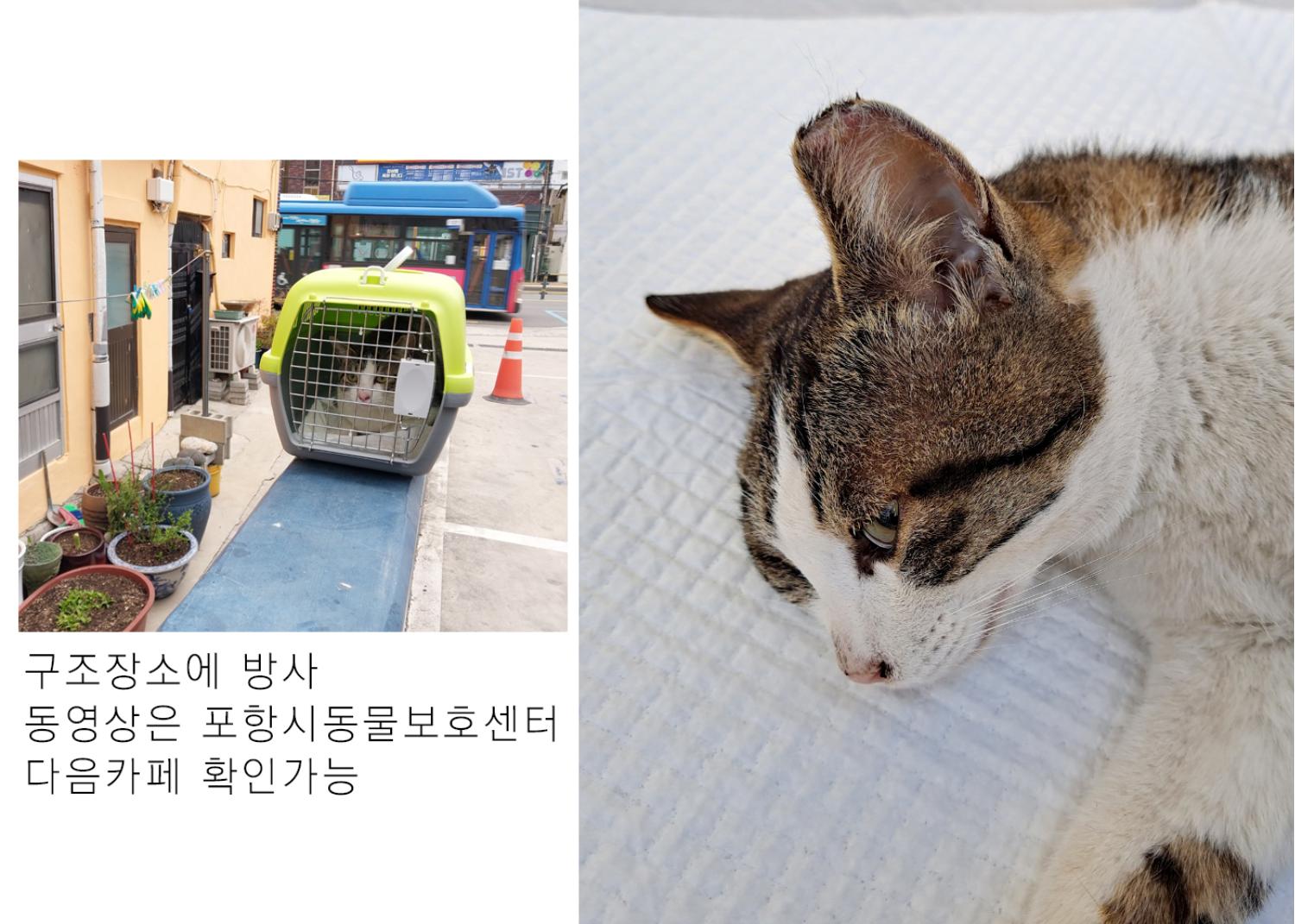 [고양이] 한국 고양이 경북-포항-2023-00171 유기동물 배경 이미지 입니다.
