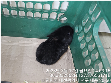 종료(입양) 토끼의…