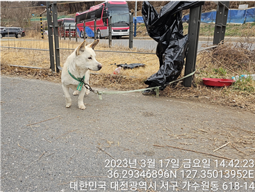 종료(반환) 믹스견…