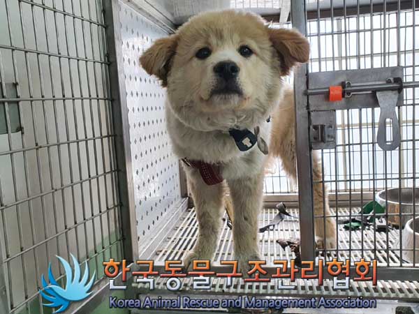 한국동물구조관리협회_411323202300054