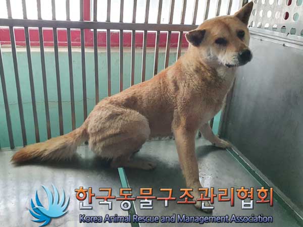 한국동물구조관리협회_411312202300099
